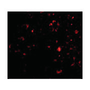 AMBRA1 nterm Antibody 100µg
