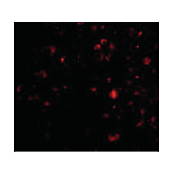 AMBRA1 nterm Antibody 100µg