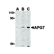 Anti-APG7 (RABBIT) Antibody, 100µg, Liquid (sterile filtered)