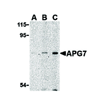 Anti-APG7 (RABBIT) Antibody, 100µg, Liquid (sterile filtered)