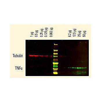 Anti-HUMAN IgM (mu chain) (GOAT) Antibody DyLight™ 800 Conjugated, 100µg, Lyophilized