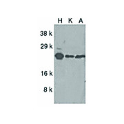 ARC cterm Antibody 100µg
