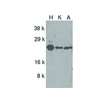 ARC cterm Antibody 100µg