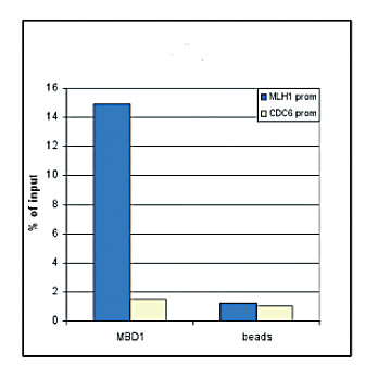 Anti-MBD1 (RABBIT) Antibody, 50µg, Liquid (sterile filtered)
