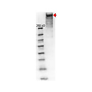 Anti-KLH (RABBIT) Antibody Peroxidase Conjugated, 100µg, Lyophilized
