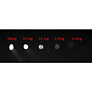 Anti-HUMAN IgG F(c) (GOAT) Antibody Fluorescein Conjugated Min X MOUSE Serum Proteins, 1mg, Lyophilized