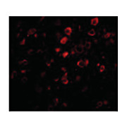 BORA cterm Antibody 100µg
