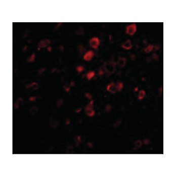 BORA cterm Antibody 100µg