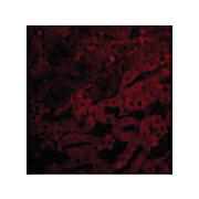 BFL1 nterm Antibody 100µg
