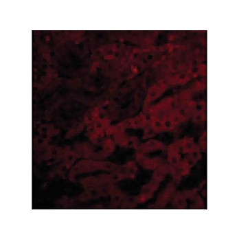 BFL1 nterm Antibody 100µg