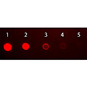 Anti-HUMAN IgA (alpha chain) (RABBIT) Antibody Fluorescein Conjugated, 1mg, Lyophilized