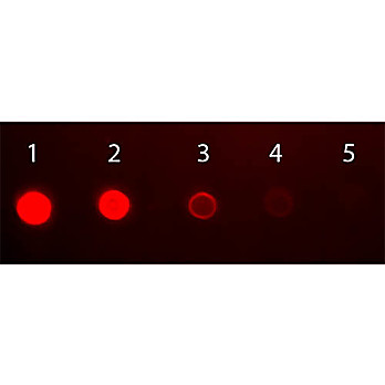 Anti-HUMAN IgA (alpha chain) (RABBIT) Antibody Fluorescein Conjugated, 1mg, Lyophilized