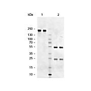 Anti-CHICKEN IgM (mu chain) (GOAT) Antibody, 1mg, Liquid (sterile filtered)
