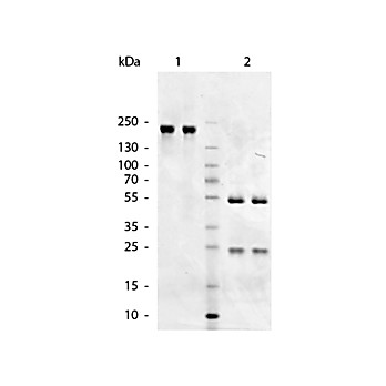 Anti-CHICKEN IgM (mu chain) (GOAT) Antibody, 1mg, Liquid (sterile filtered)
