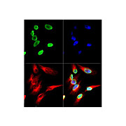 Anti-Histone H4 [ac Lys12] (RABBIT) Antibody, 50µg, Liquid (sterile filtered)