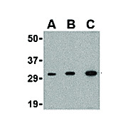 APH1 nterm Antibody 100µg