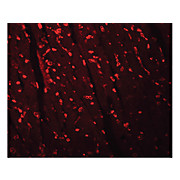 Anti-APC10 (RABBIT) Antibody, 100µg, Liquid (sterile filtered)