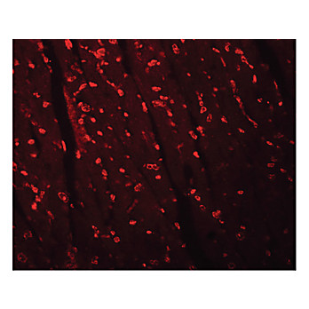 Anti-APC10 (RABBIT) Antibody, 100µg, Liquid (sterile filtered)