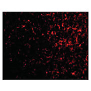AVEN cterm Antibody 100µg