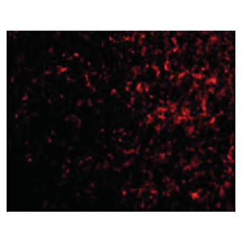AVEN cterm Antibody 100µg