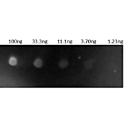 Anti-HUMAN IgG (H&L) (GOAT) Antibody Rhodamine Conjugated, 2mg, Lyophilized