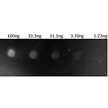 Anti-HUMAN IgG (H&L) (GOAT) Antibody Rhodamine Conjugated, 2mg, Lyophilized