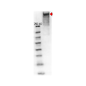 Anti-KLH (RABBIT) Antibody Alkaline Phosphatase Conjugated, 100µg, Liquid (sterile filtered)