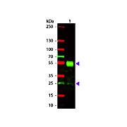 Anti-MOUSE IgG (H&L) (GOAT) Antibody Texas Red™ Conjugated (Min X Bv Ch Gt GP Ham Hs Hu Rb Rt & Sh Serum Proteins), 1mg, Lyophilized