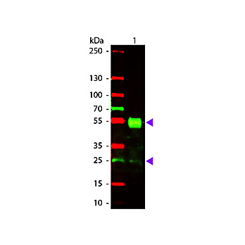 Anti-MOUSE IgG (H&L) (GOAT) Antibody Texas Red™ Conjugated (Min X Bv Ch Gt GP Ham Hs Hu Rb Rt & Sh Serum Proteins), 1mg, Lyophilized