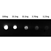 Anti-GUINEA PIG IgG (H&L) (GOAT) Antibody Fluorescein Conjugated (Min X Bv Ch Gt Ham Hs Hu Ms Rb Rt & Sh Serum Proteins), 1mg, Lyophilized