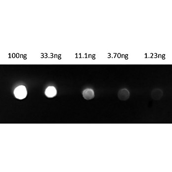 Anti-GUINEA PIG IgG (H&L) (GOAT) Antibody Fluorescein Conjugated (Min X Bv Ch Gt Ham Hs Hu Ms Rb Rt & Sh Serum Proteins), 1mg, Lyophilized
