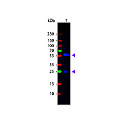 Anti-BIOTIN (RABBIT) Antibody Fluorescein Conjugated, 100µL, Lyophilized