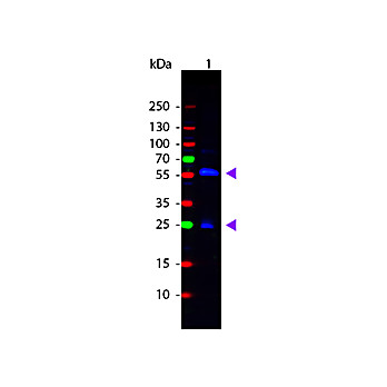 Anti-BIOTIN (RABBIT) Antibody Fluorescein Conjugated, 100µL, Lyophilized
