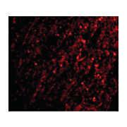 ATG12 internal Antibody 100µg