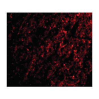 ATG12 internal Antibody 100µg