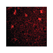 BRCC36 Antibody 100µg