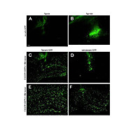 Anti-GFP (RABBIT) Antibody Biotin Conjugated, 100µg, Lyophilized