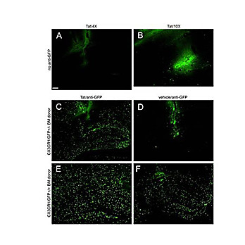 Anti-GFP (RABBIT) Antibody Biotin Conjugated, 100µg, Lyophilized