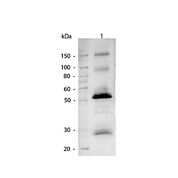 Anti-HUMAN IgG (H&L) (GOAT) Antibody Alkaline Phosphatase Conjugated, 1mg, Liquid (sterile filtered)