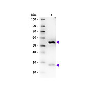 Anti-GUINEA PIG IgG (H&L) (DONKEY) Antibody Biotin Conjugated (Min X Bv Ch Gt Ham Hs Hu Ms Rb Rt & Sh Serum Proteins), 1mg, Lyophilized