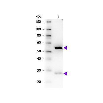 Anti-GUINEA PIG IgG (H&L) (DONKEY) Antibody Biotin Conjugated (Min X Bv Ch Gt Ham Hs Hu Ms Rb Rt & Sh Serum Proteins), 1mg, Lyophilized