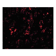 Anti-AFAP1L2 (RABBIT) Antibody, 100µg, Liquid (sterile filtered)