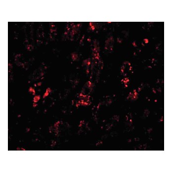 Anti-AFAP1L2 (RABBIT) Antibody, 100µg, Liquid (sterile filtered)
