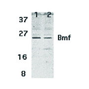 BMF nterm Antibody 100µg