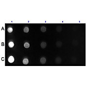 Anti-MOUSE IgG IgA IgM (H&L) (GOAT) Antibody Fluorescein Conjugated, 2mg, Lyophilized