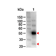 Anti-HUMAN IgG (H&L) (CHICKEN) Antibody Peroxidase Conjugated, 1mg, Lyophilized