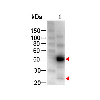 Anti-HUMAN IgG (H&L) (CHICKEN) Antibody Peroxidase Conjugated, 1mg, Lyophilized