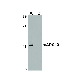 Anti-APC13 (RABBIT) Antibody, 100µg, Liquid (sterile filtered)