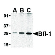 BFL1 cterm Antibody 100µg