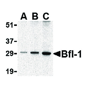 BFL1 cterm Antibody 100µg